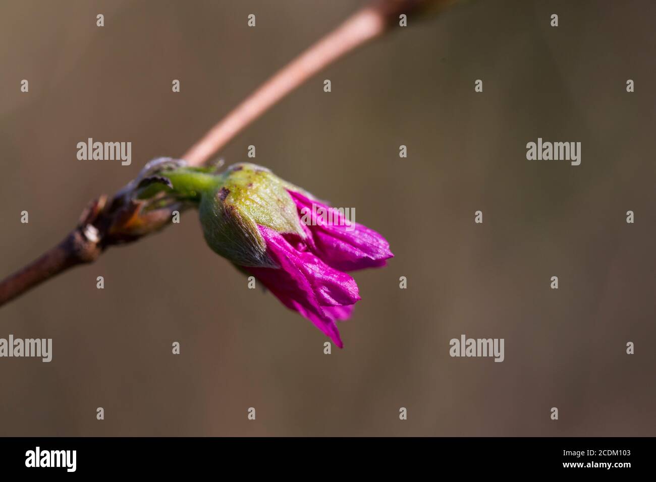 salmon raspberry, salmonberry (Rubus spectabilis), bud, Netherlands