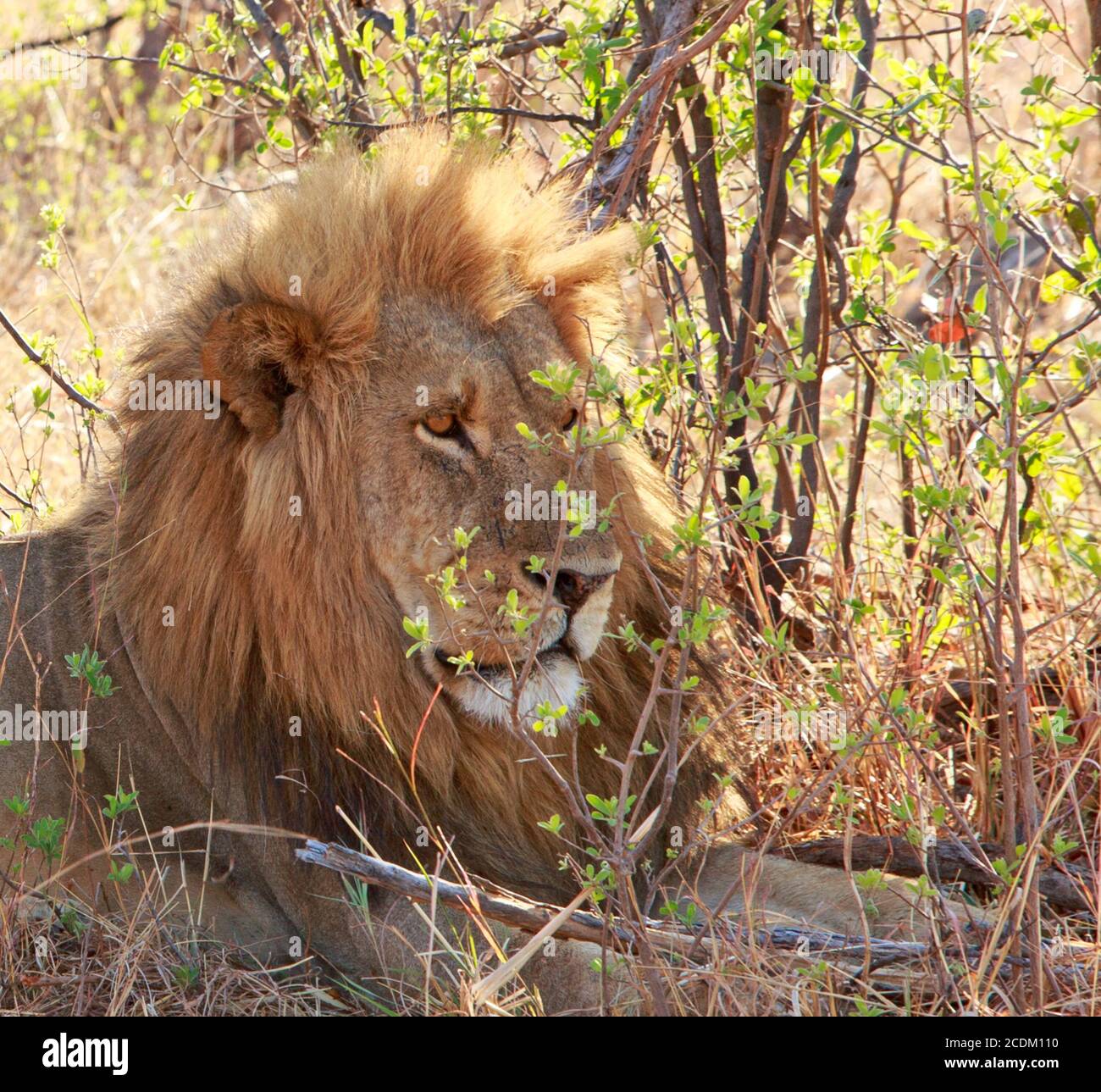 Beautiful Golden Maned Lion resting next to a bush looking alert.  Hwange National park, Hwange Stock Photo