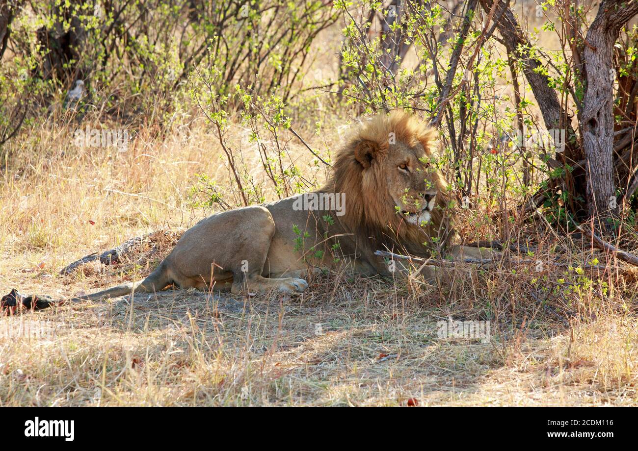 Full Boddied Male Lion resting next to a bush in Hwange National Park, Zimbabwe Stock Photo