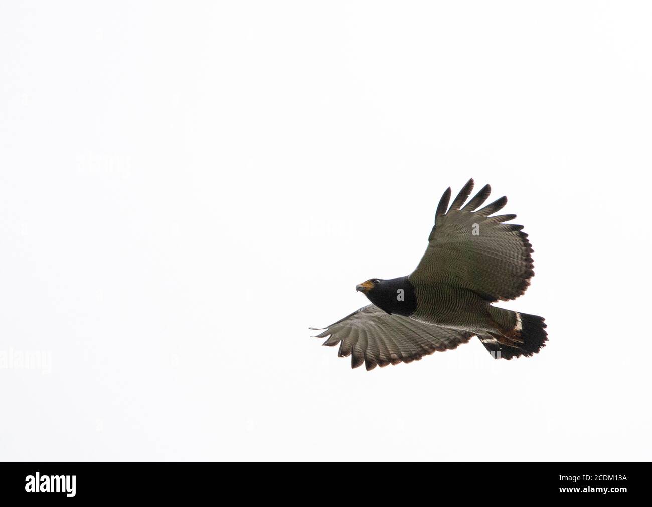 barred hawk (Leucopternis princeps, Morphnarchus princeps), in flight, Ecuador, Tandayapa valley Stock Photo