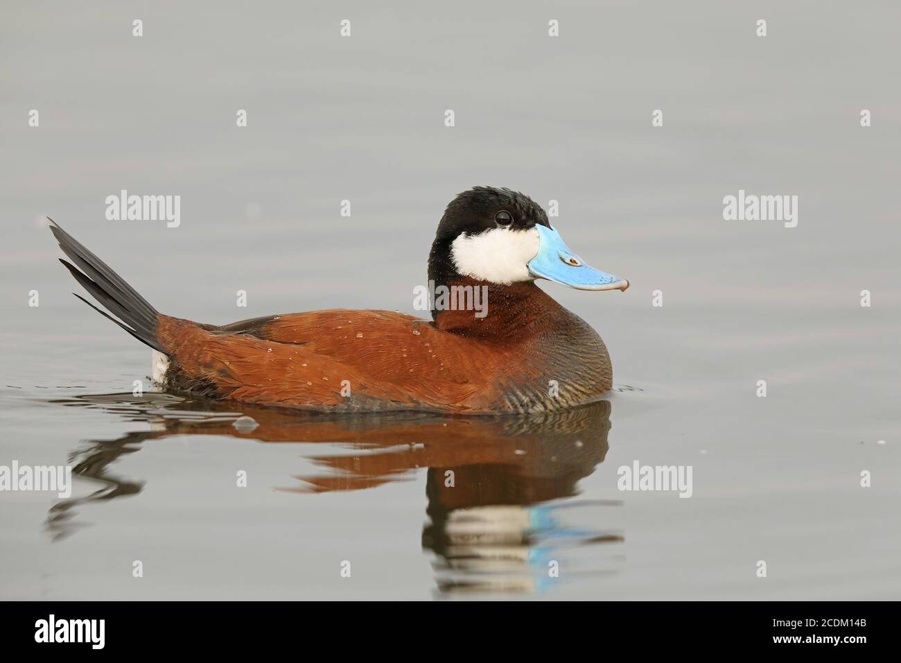 Drake Ruddy Duck Ruddy drake oxyura jamaicensis hi-res stock photography and images - Alamy