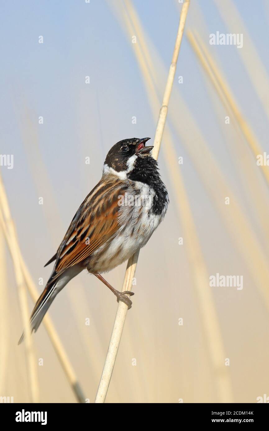 reed bunting (Emberiza schoeniclus), male sings in reed zone, Netherlands, Frisia Stock Photo