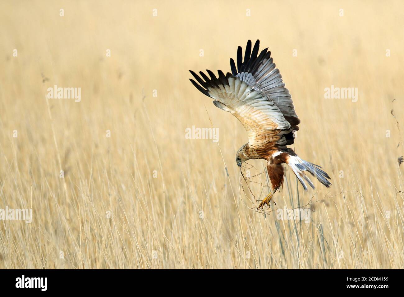 Western Marsh Harrier (Circus aeruginosus), male landing with nesting material at the nestl, side view, Netherlands, Lauwersmeer National Park Stock Photo