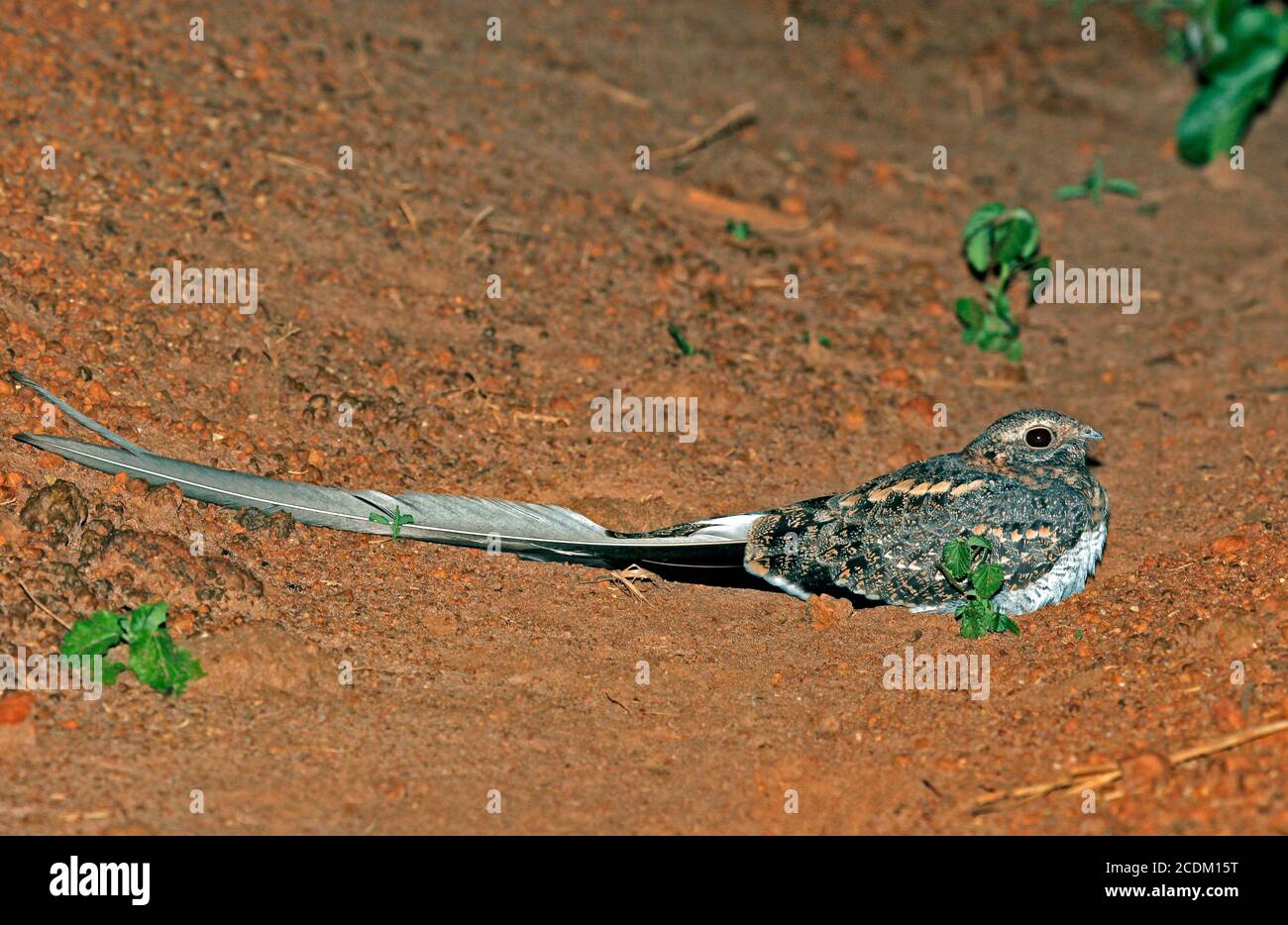 Pennant-winged Nightjar (Caprimulgus vexillarius), male resting on the wayside, side view, Uganda Stock Photo