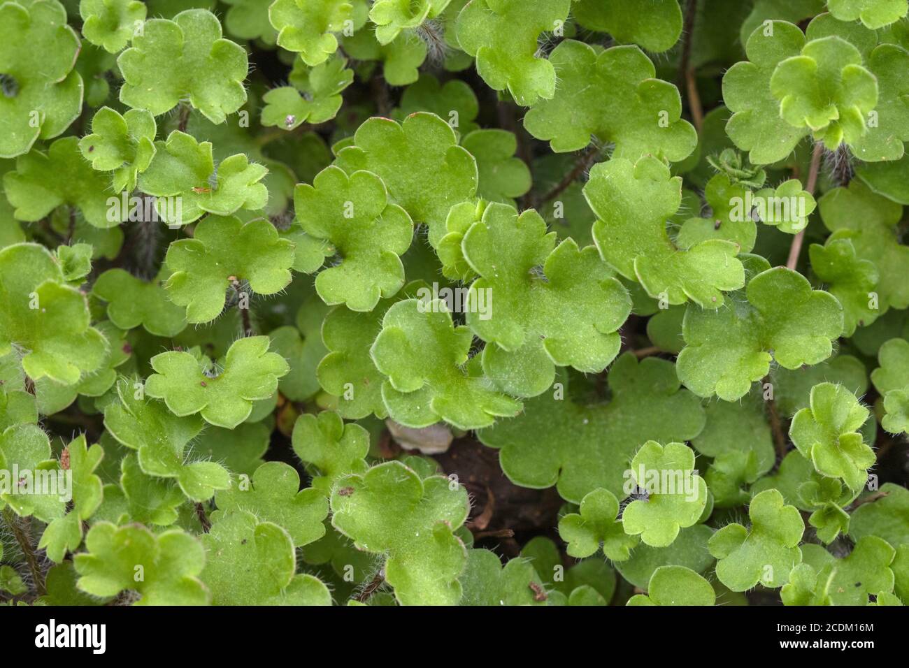 Meadow saxifrage (Saxifraga granulata 'Plena', Saxifraga granulata Plena, Saxifraga granulata var. plena), cultivar Plena, leaves, Netherlands, Stock Photo