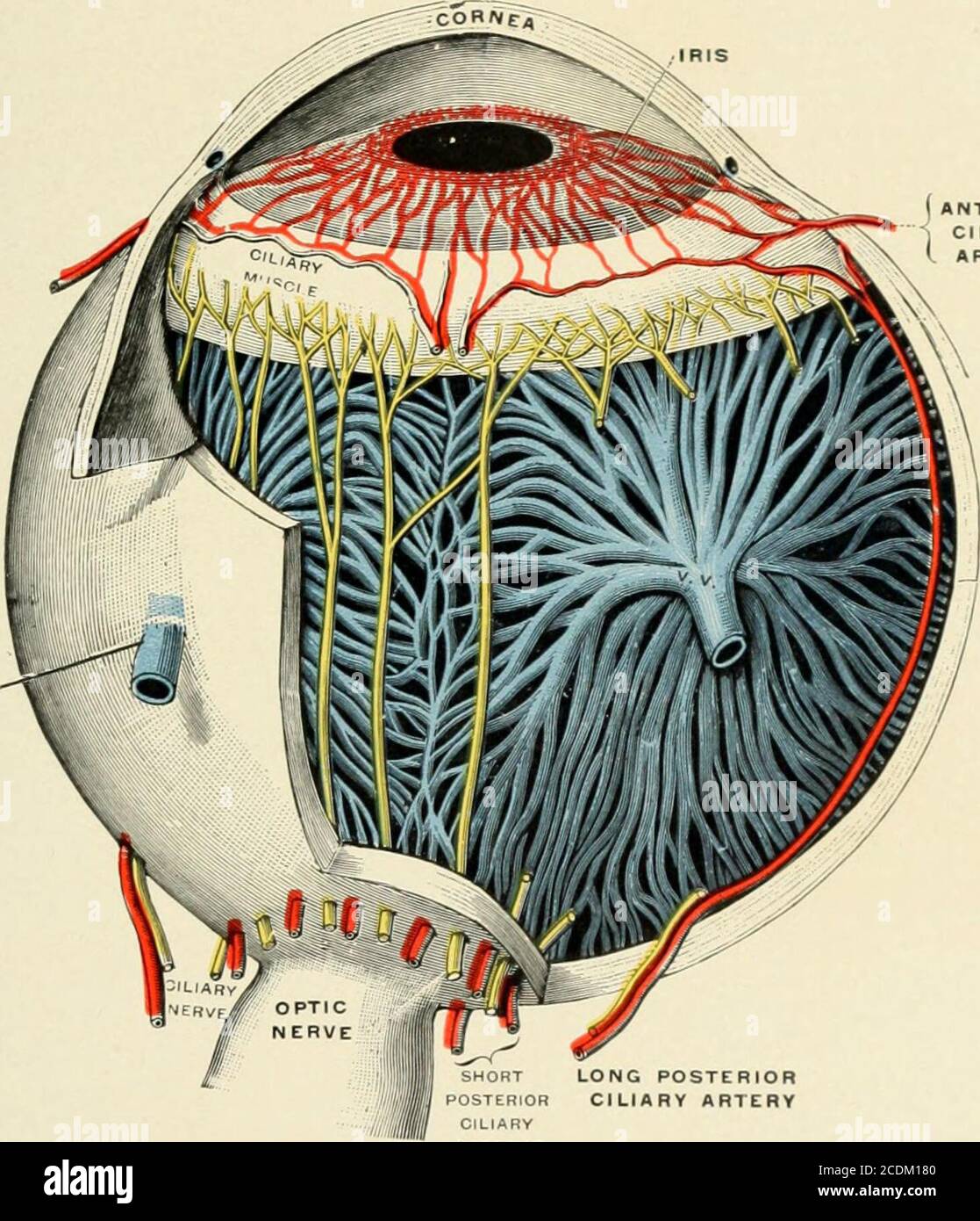 . A treatise on diseases of the eye . of RanTer; 3, terminal nerve ...