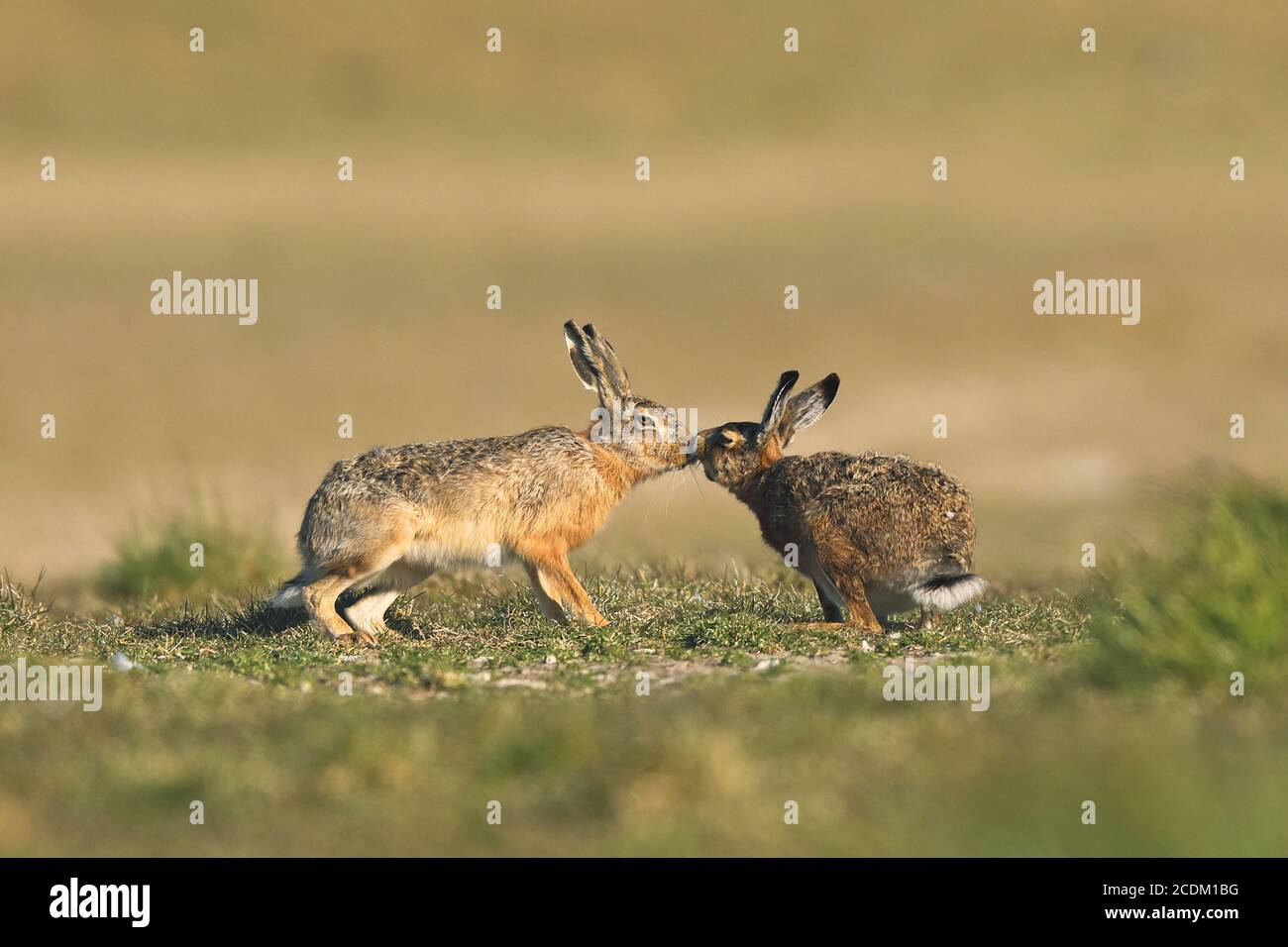 European hare, Brown hare (Lepus europaeus), pairing time, male kissing female, Netherlands, Frisia Stock Photo