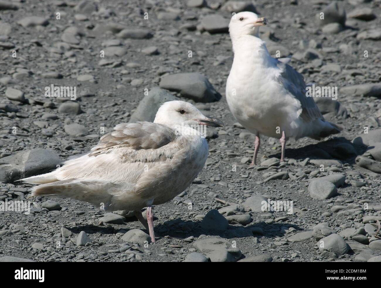 glaucous-winged gull (Larus glaucescens), Immature standing on bank of pebbles along the coast, USA, Alaska Stock Photo