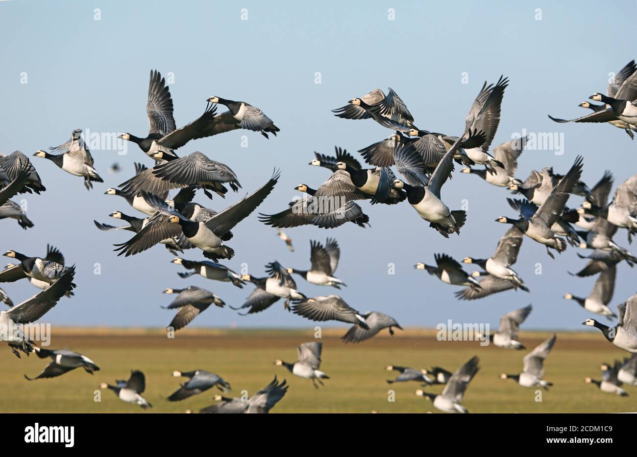 barnacle goose (Branta leucopsis), flocks takes off, Netherlands, Frisia Stock Photo