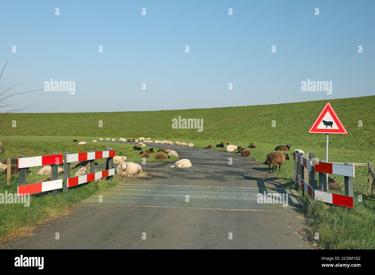 sheep lying on the road at a warning sign 'Beware of the sheep', Netherlands, Northern Netherlands Stock Photo
