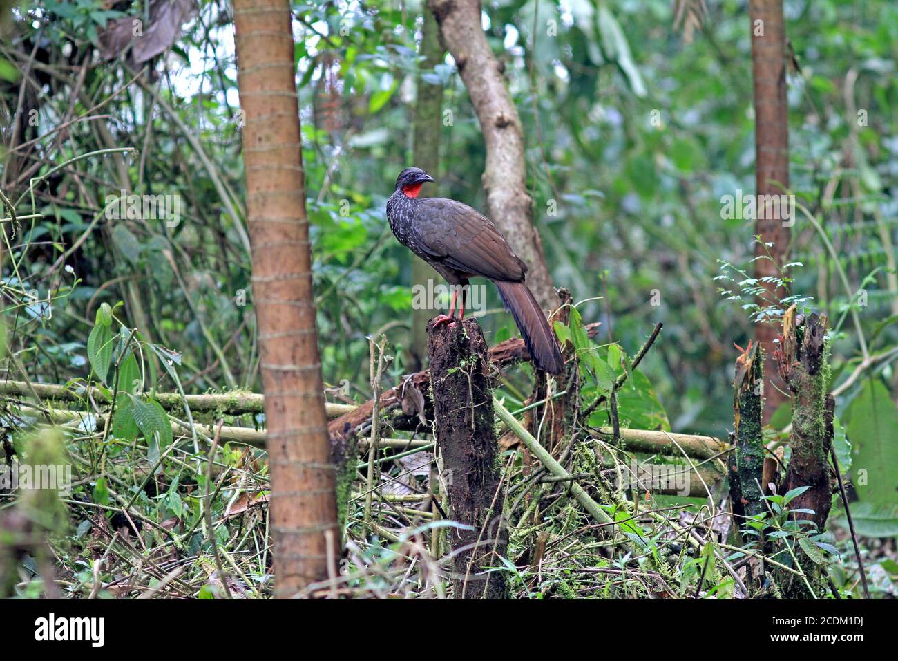 cauca guan (Penelope perspicax), perching on a broken tree trunk in forest on a west slope of the Andes, Colombia Stock Photo