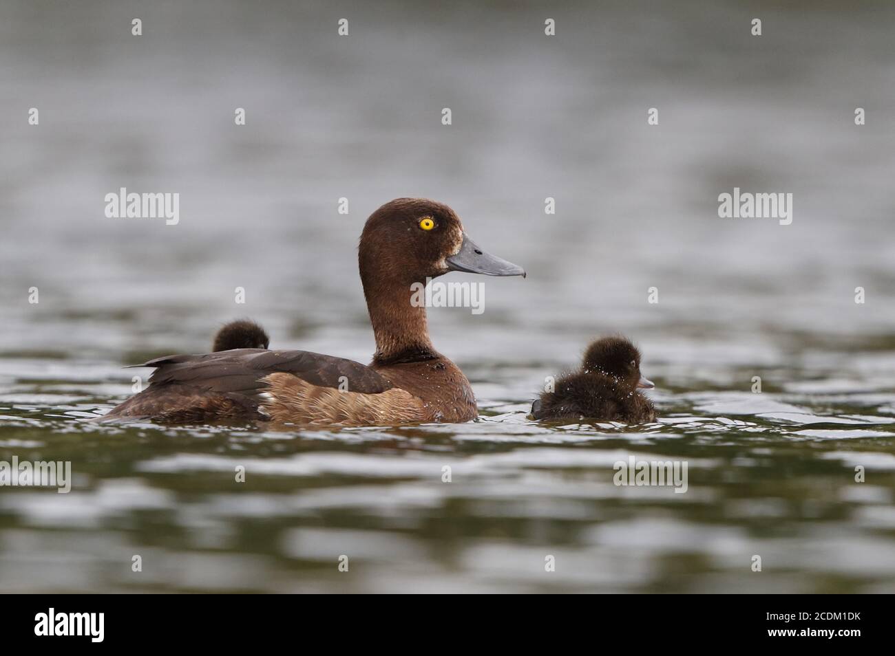 tufted duck (Aythya fuligula), female with two ducklings swimming on a lake, Denmark Stock Photo