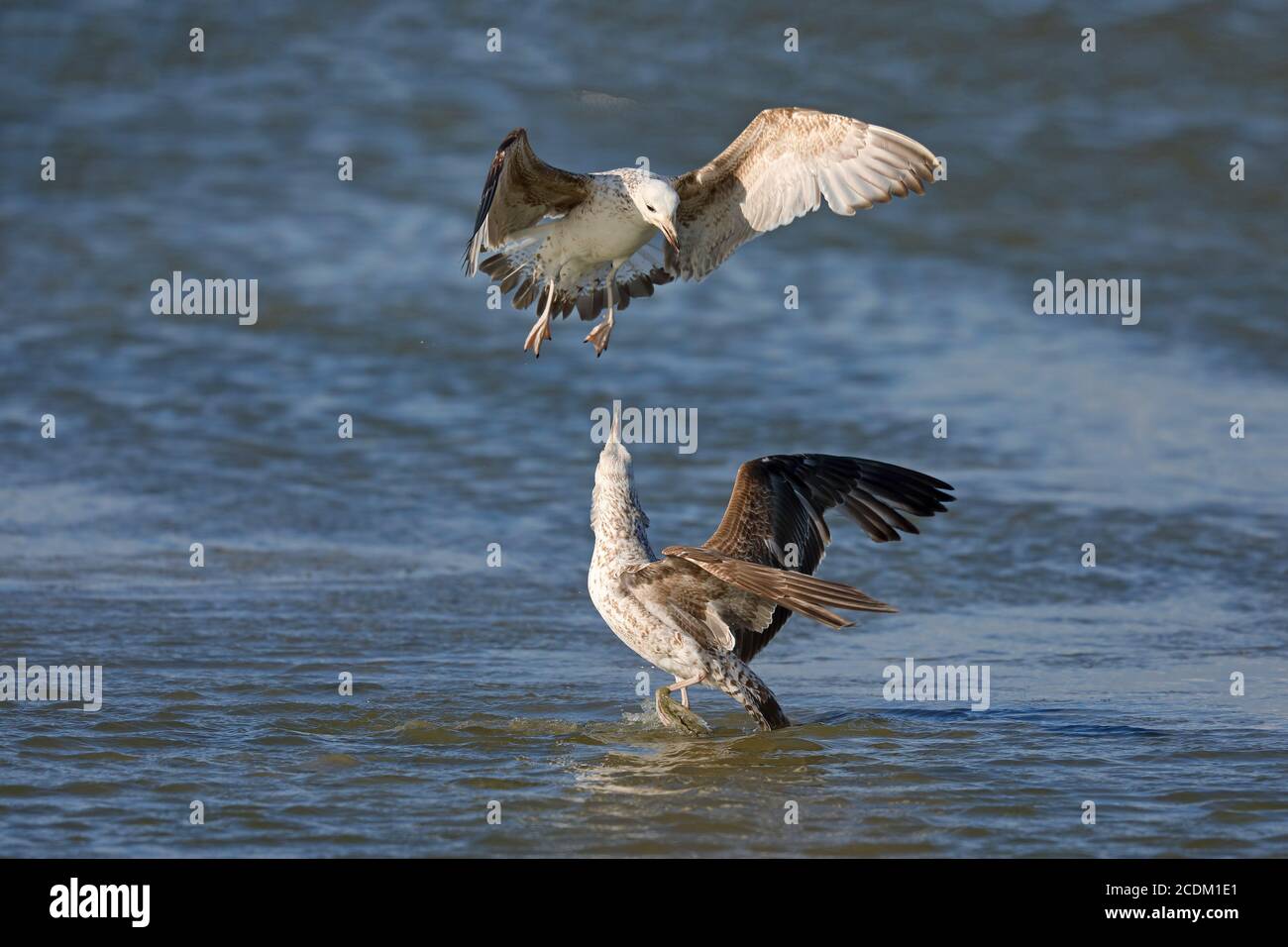herring gull (Larus argentatus), two juvenile gulls fight for fodder, Netherlands, Frisia Stock Photo