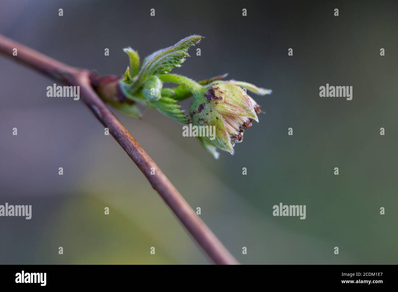 salmon raspberry, salmonberry (Rubus spectabilis), withered