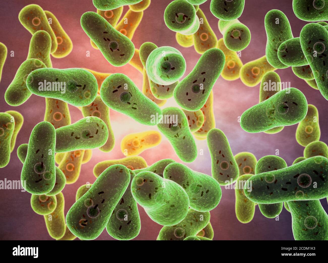 Bacteria transmitted to humans hi-res stock photography and images - Alamy