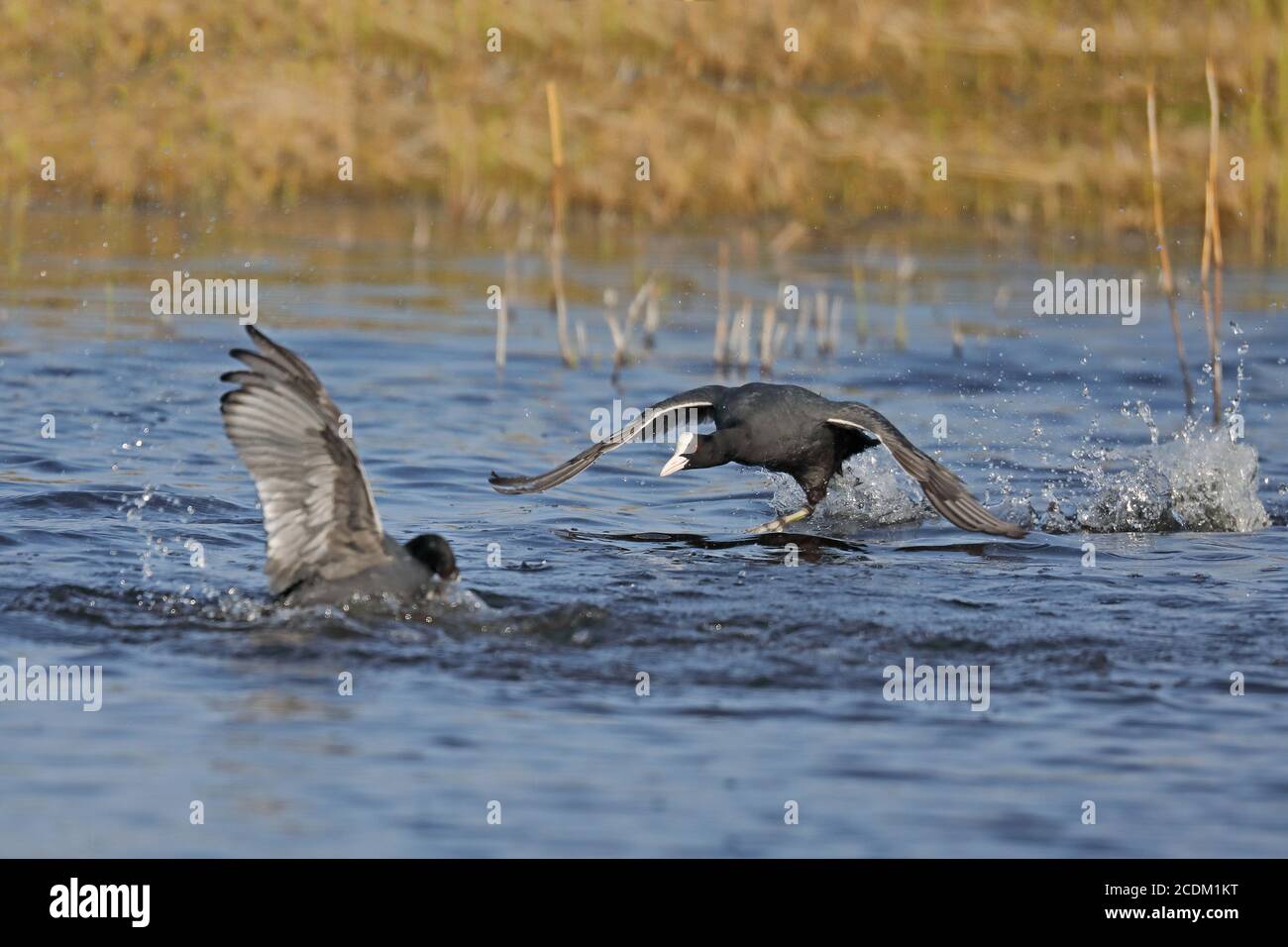 black coot (Fulica atra), male attacking a foreign black coot in the territory, Netherlands, Frisia Stock Photo