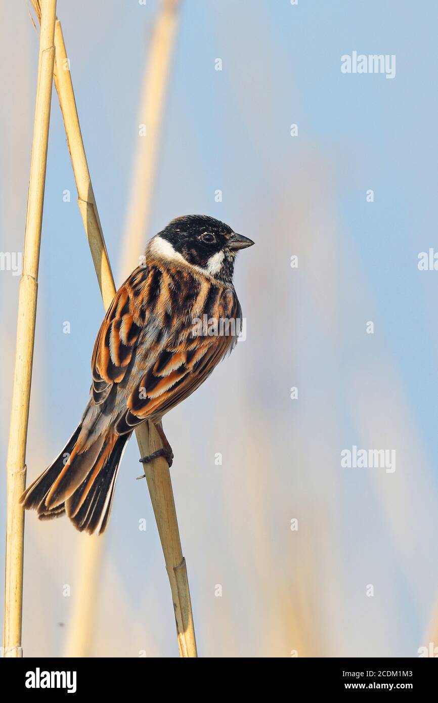 reed bunting (Emberiza schoeniclus), male sits in reed zone, Netherlands, Frisia Stock Photo