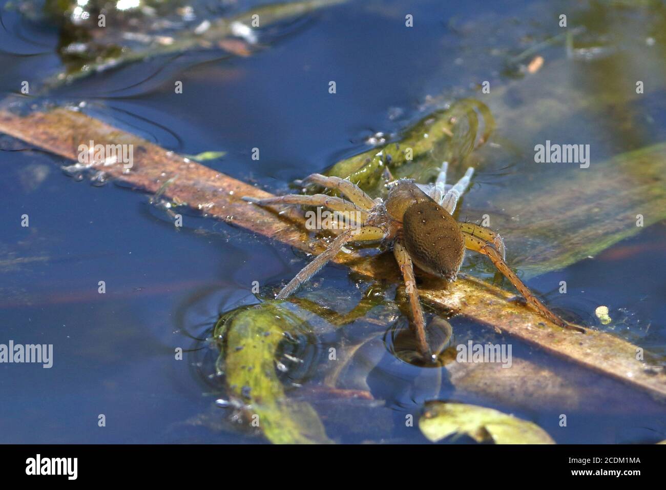 fen raft spider, great raft spider (Dolomedes plantarius, Dolomedes riparius), sits on a leaf on water surface, Netherlands, Overijssel, Stock Photo