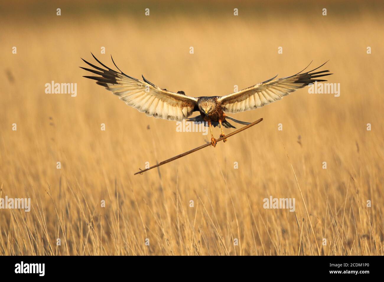 Western Marsh Harrier (Circus aeruginosus), male landing with nesting material at the nestl, front view, Netherlands, Lauwersmeer National Park Stock Photo