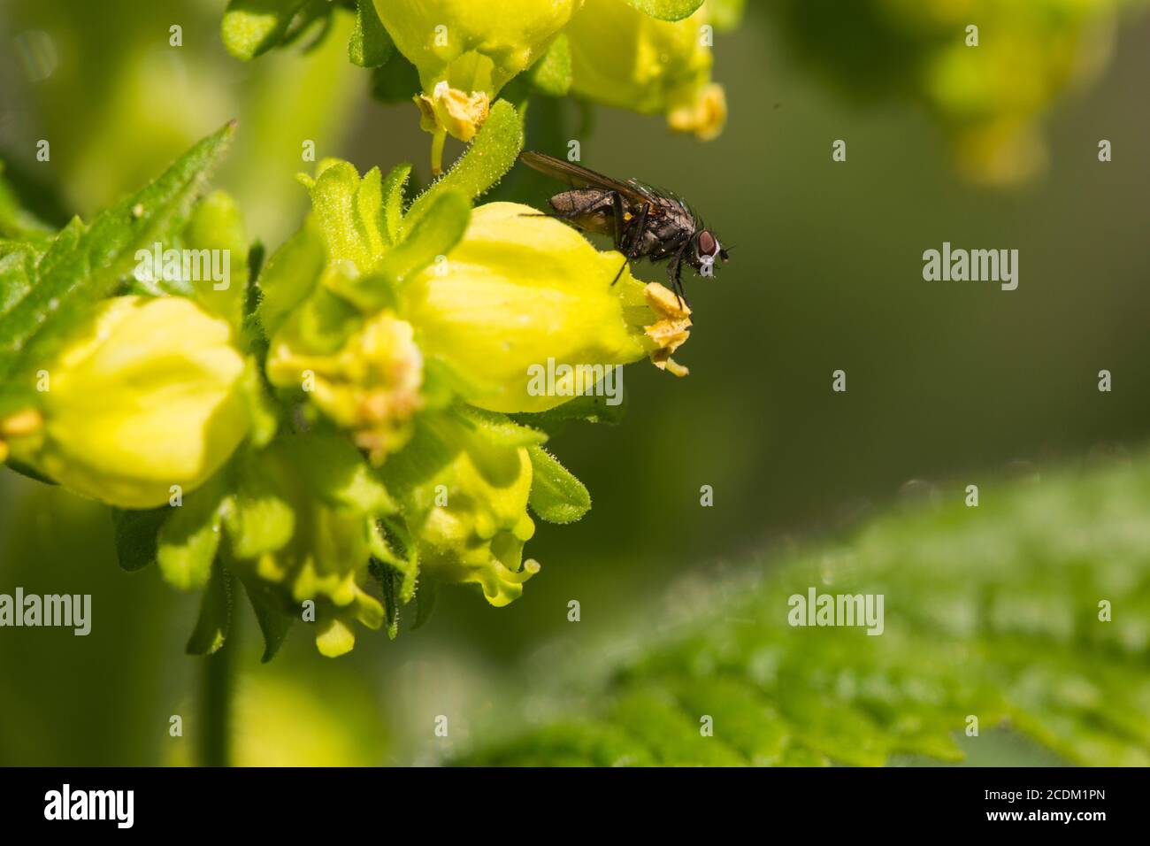 yellow figwort (Scrophularia vernalis), blooming with fly, Netherlands Stock Photo