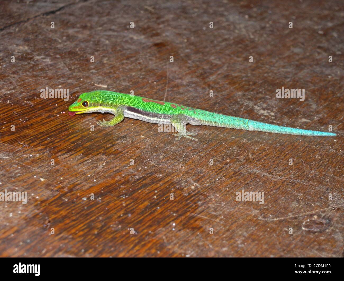 Lesser Day Gecko (Phelsuma pusilla), eating scraps from a table in a restaurant, Madagascar, Masoala Stock Photo