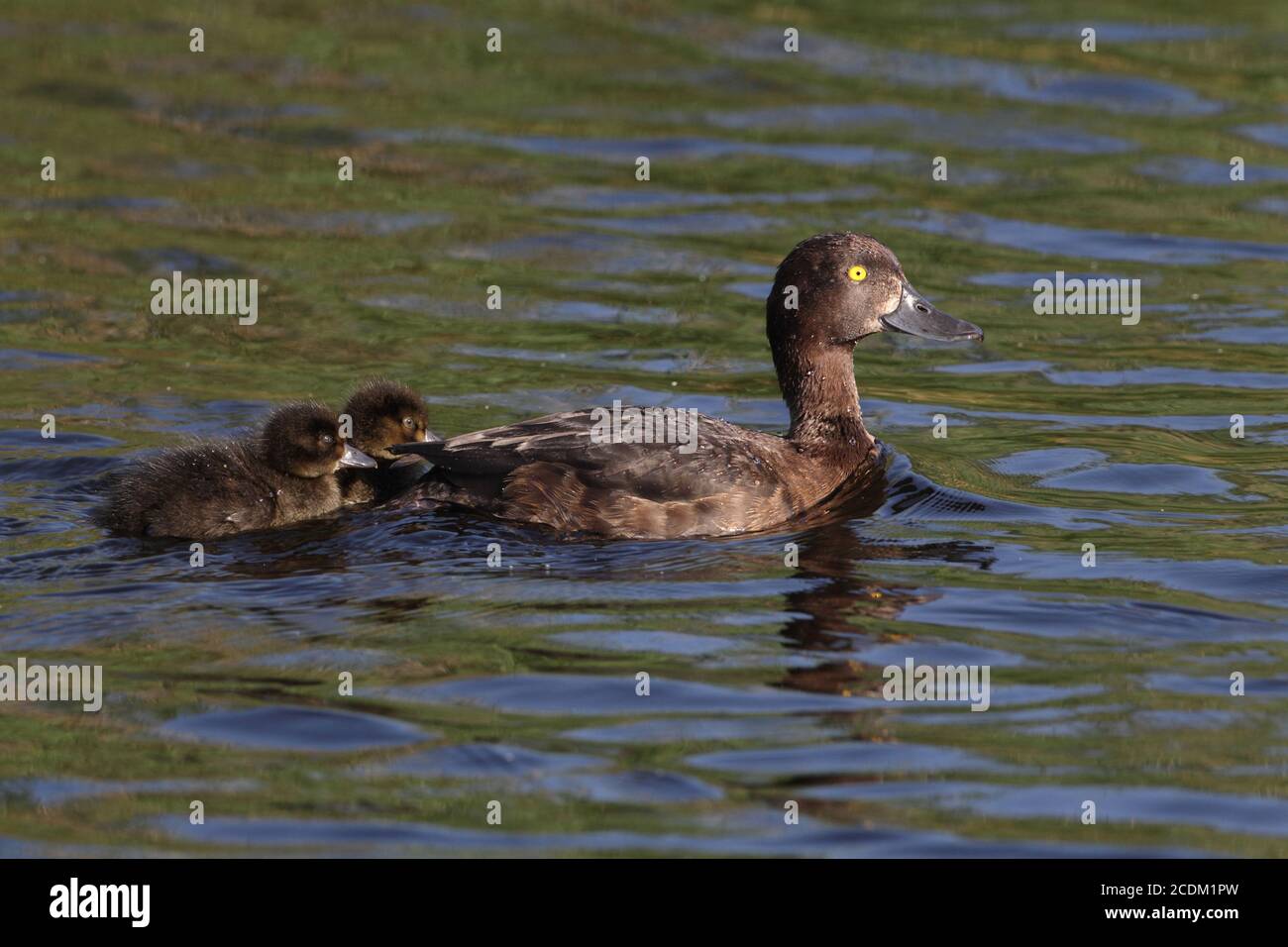 tufted duck (Aythya fuligula), female with two ducklings swimming on a lake, side view, Denmark Stock Photo