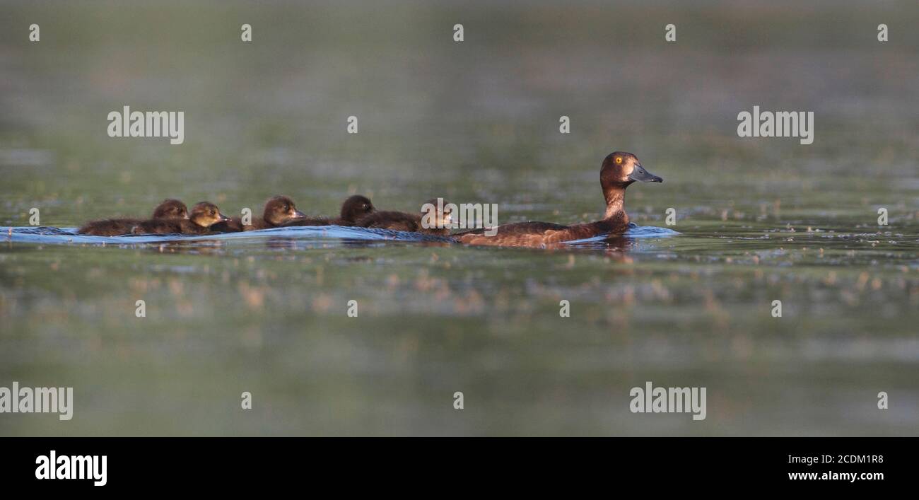 tufted duck (Aythya fuligula), female with ducklings swimming on a lake, Denmark Stock Photo