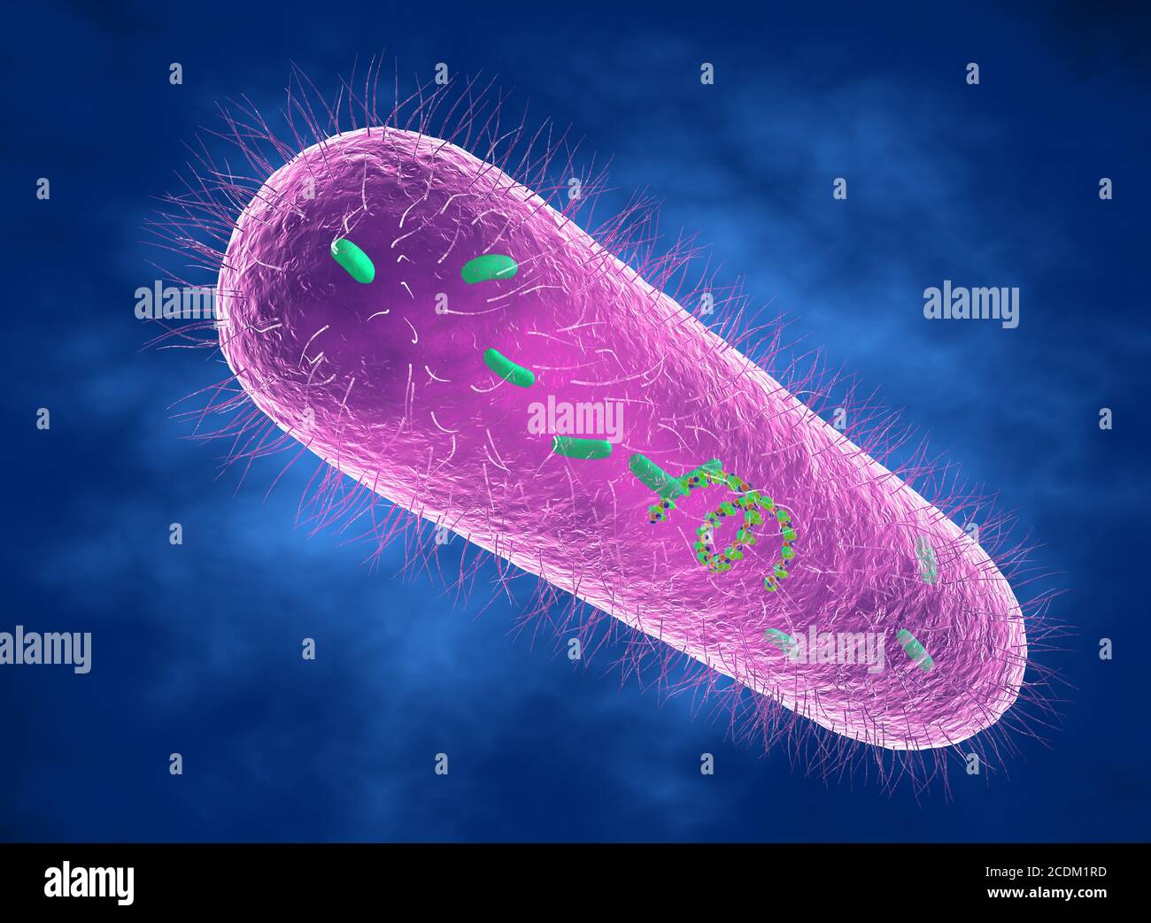 3d illustration of a Pseudomonas aeruginosa bacterium showing internal structure. These Gram-negative rod-shaped bacteria are found in soil, water and as normal flora in the human intestine. They can cause serious wound, lung, skin and urinary tract infections, particularly in hospital patients. They produce extracellular polysaccharide (EPS), a sticky slime-like substance that enables them to grow in large masses (biofilms) and resist antibacterial agents such as antibiotics. Stock Photo