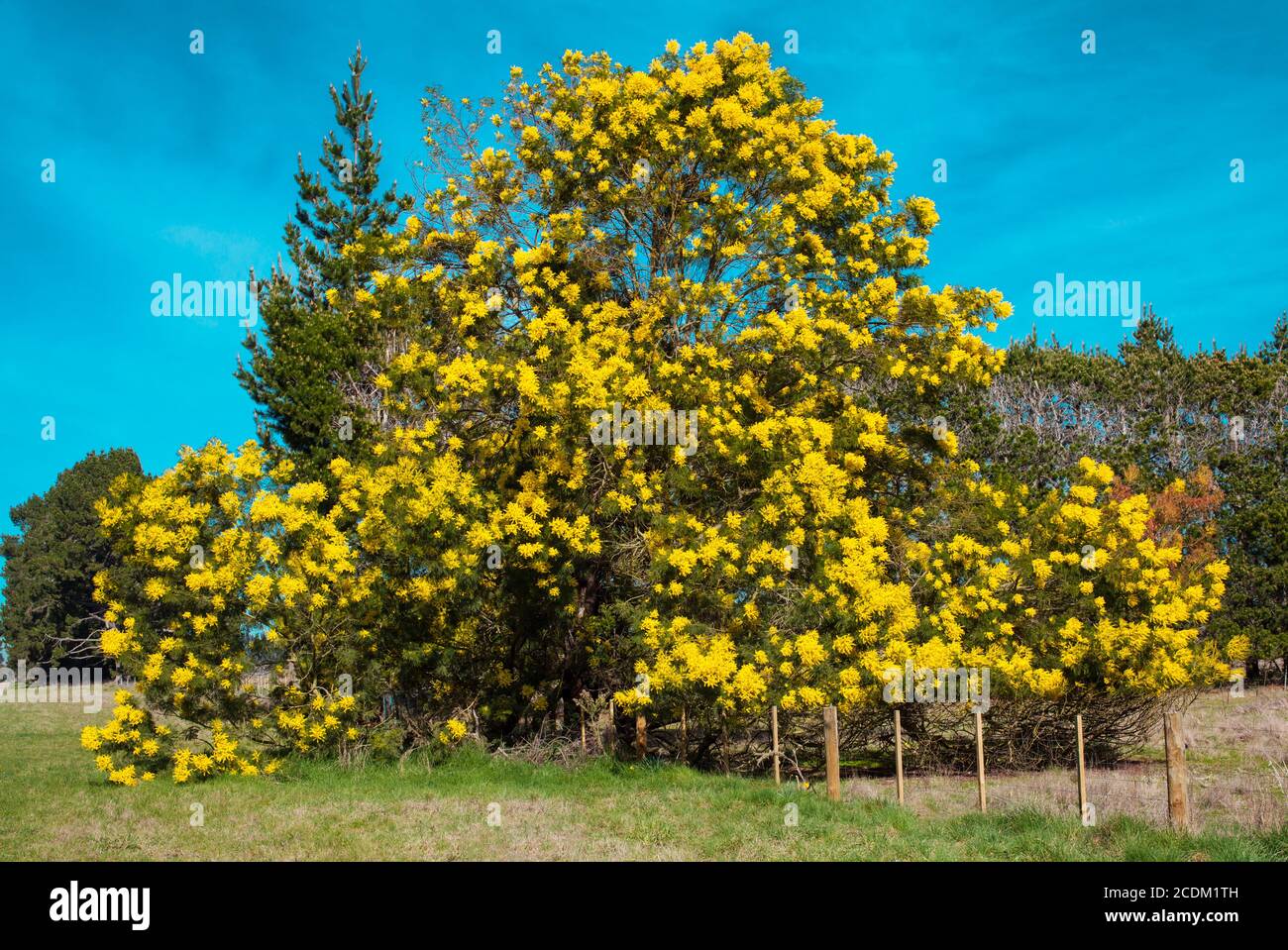 New Zealand Countryside, iconic kiwi scenes: the Spring blossoms of Black Wattle (Acacia decurrens). Stock Photo