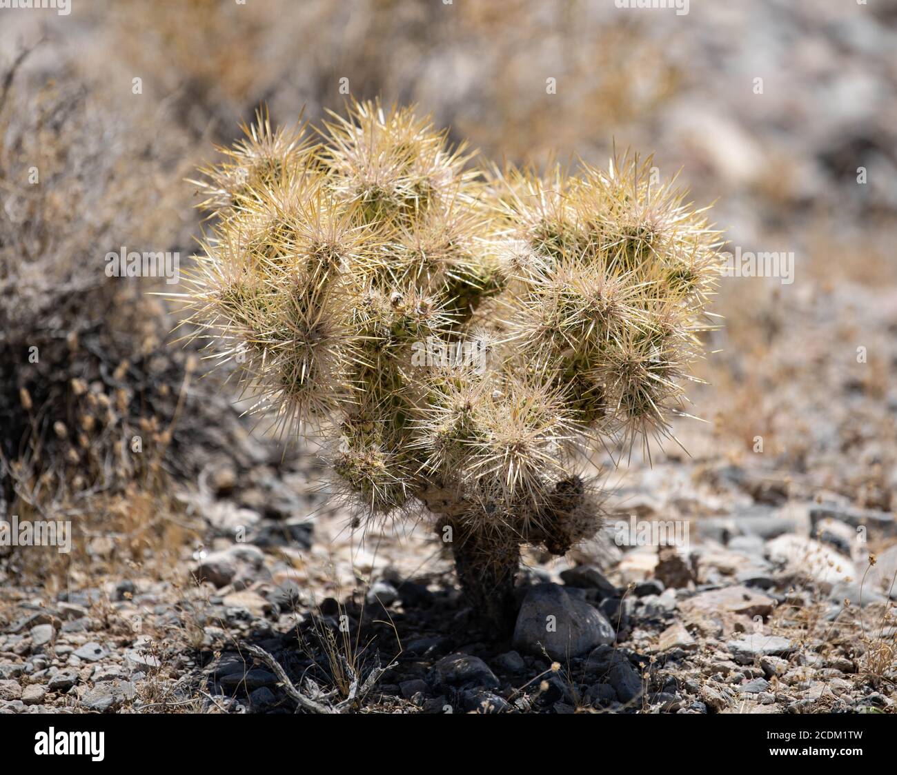 go sit on a cactus meaning Go Sit on a Cactus Sticker main image 1