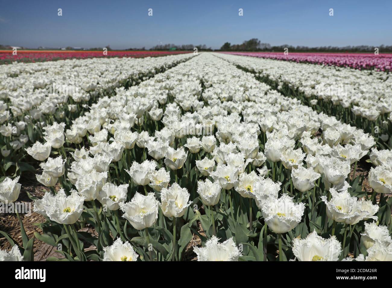 blooming tulip fields, Netherlands, Northern Netherlands, t Zand Stock Photo