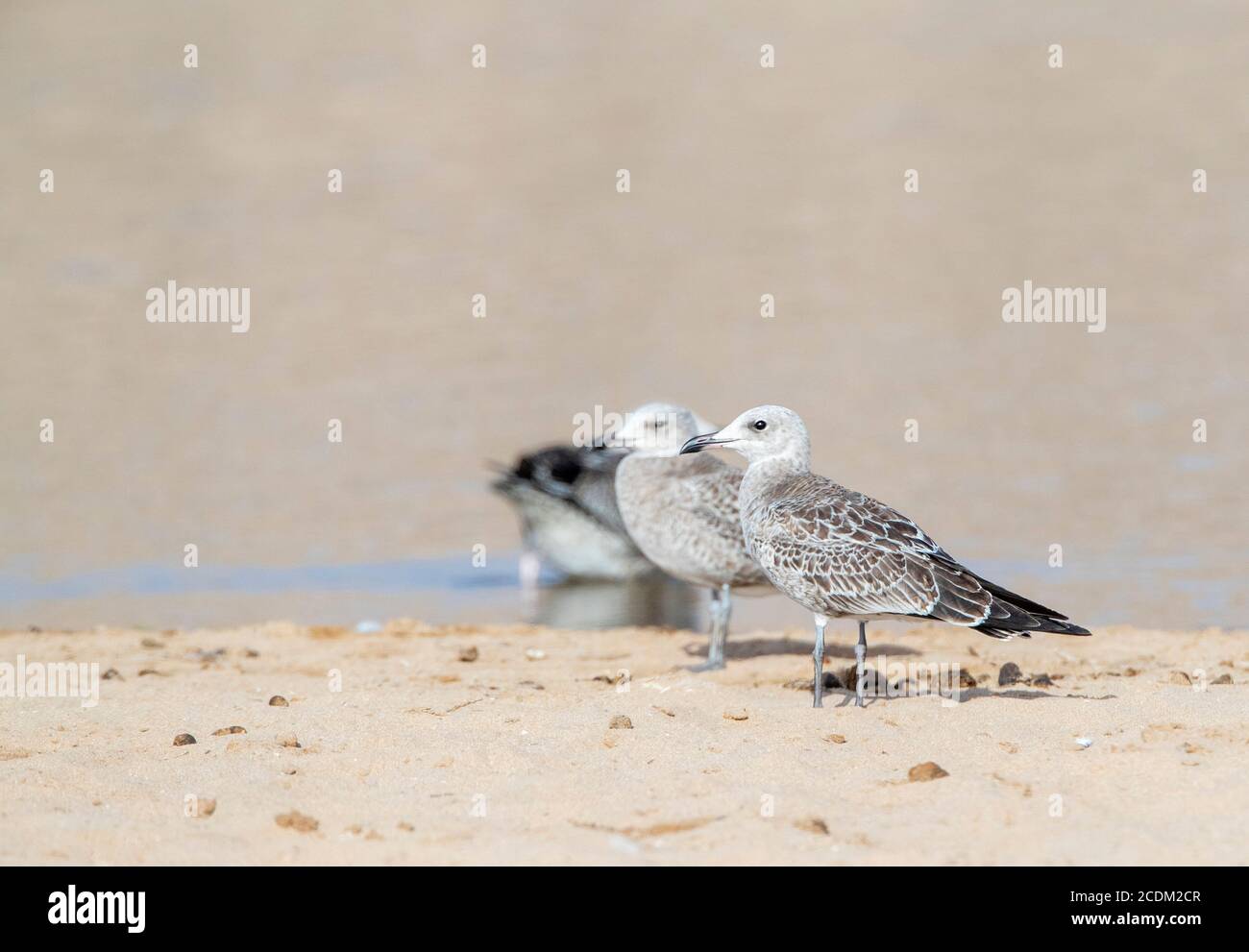 Audouin's gull (Larus audouinii, Ichthyaetus audouinii), immatures standing on the beach, side view, Morocco Stock Photo