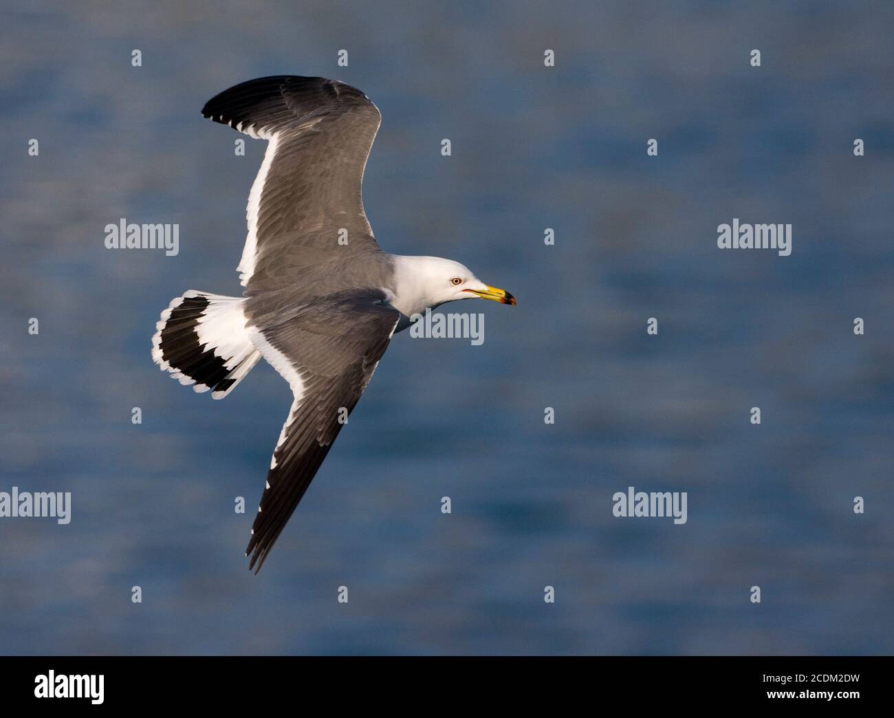 Japanese gull (Larus crassirostris), in flight, showing upper wings, Japan Stock Photo
