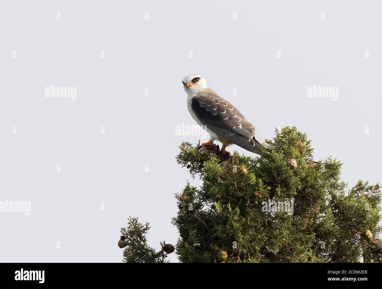 Black-shouldered kite (Elanus caeruleus), immature perching on a top of a tree, Spain, Rosas delta Stock Photo