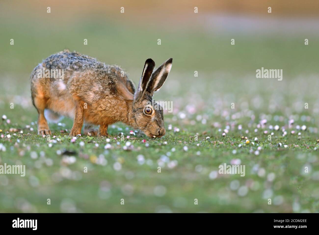 European hare, Brown hare (Lepus europaeus), feeding in a meadow, side view, Netherlands, Frisia, Lauwersmeer National Park Stock Photo