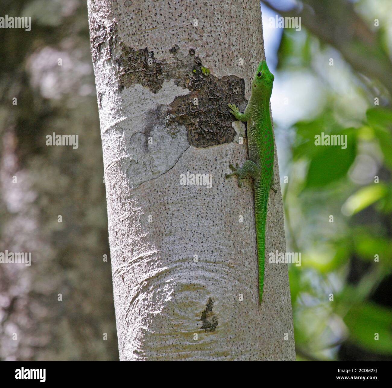 Madagascar day gecko (Phelsuma madagascariensis), at a tree trunk, side view, Madagascar, Ampijoroa, Majunga Stock Photo
