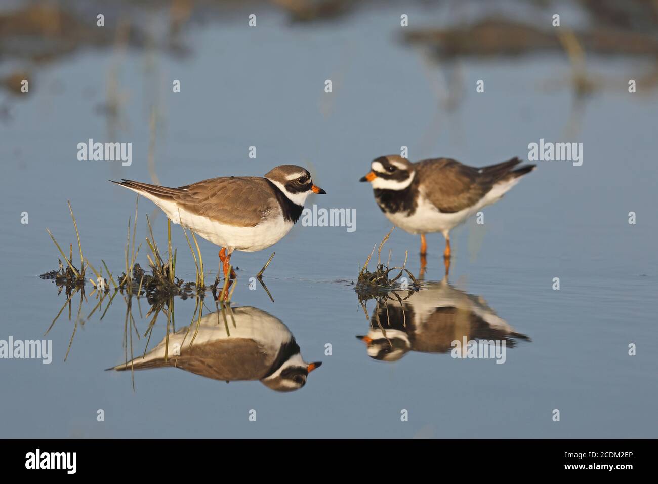 ringed plover (Charadrius hiaticula), threatening gestures of two males in shallow water, with mirror image, Netherlands, Frisia, Lauwersmeer Stock Photo