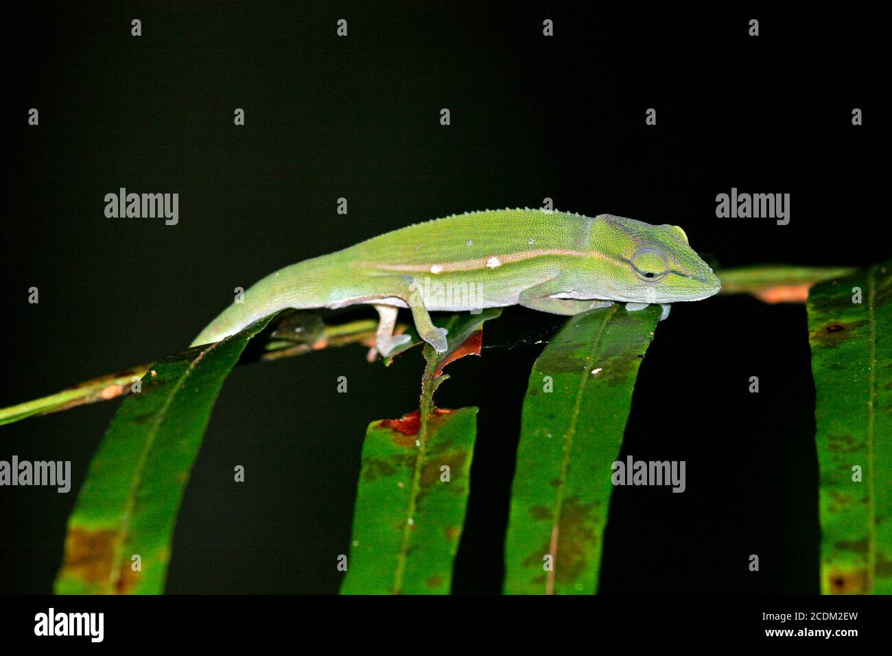 Parsons Chameleon (Calumma parsonii, Chamaeleo parsoni), Immature Parson's chameleon, endemic to isolated pockets of humid primary forest in eastern Stock Photo