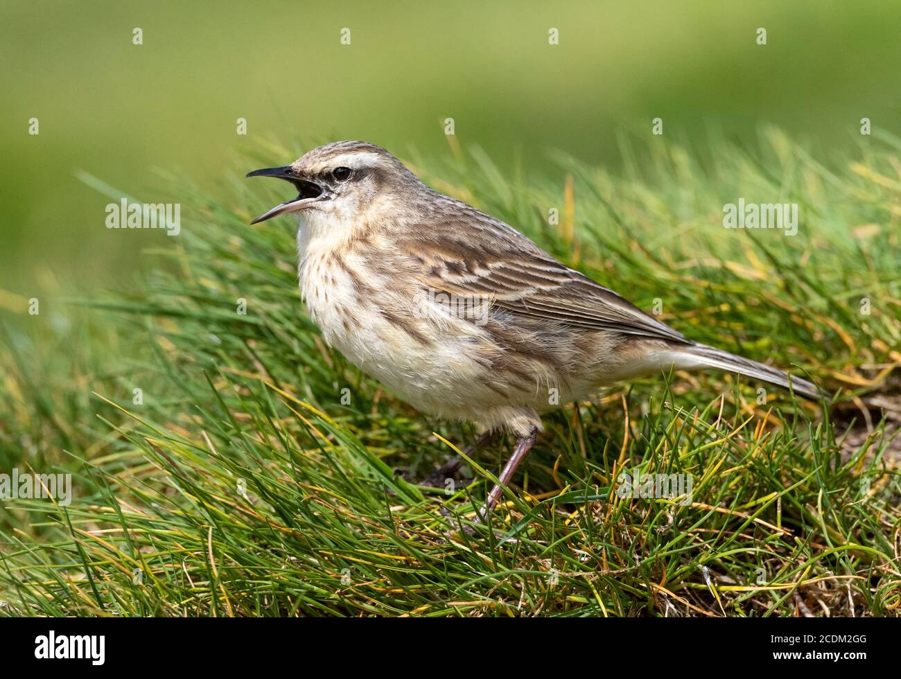 Auckland Island Pipit, Pihoihoi (Anthus novaeseelandiae aucklandicus