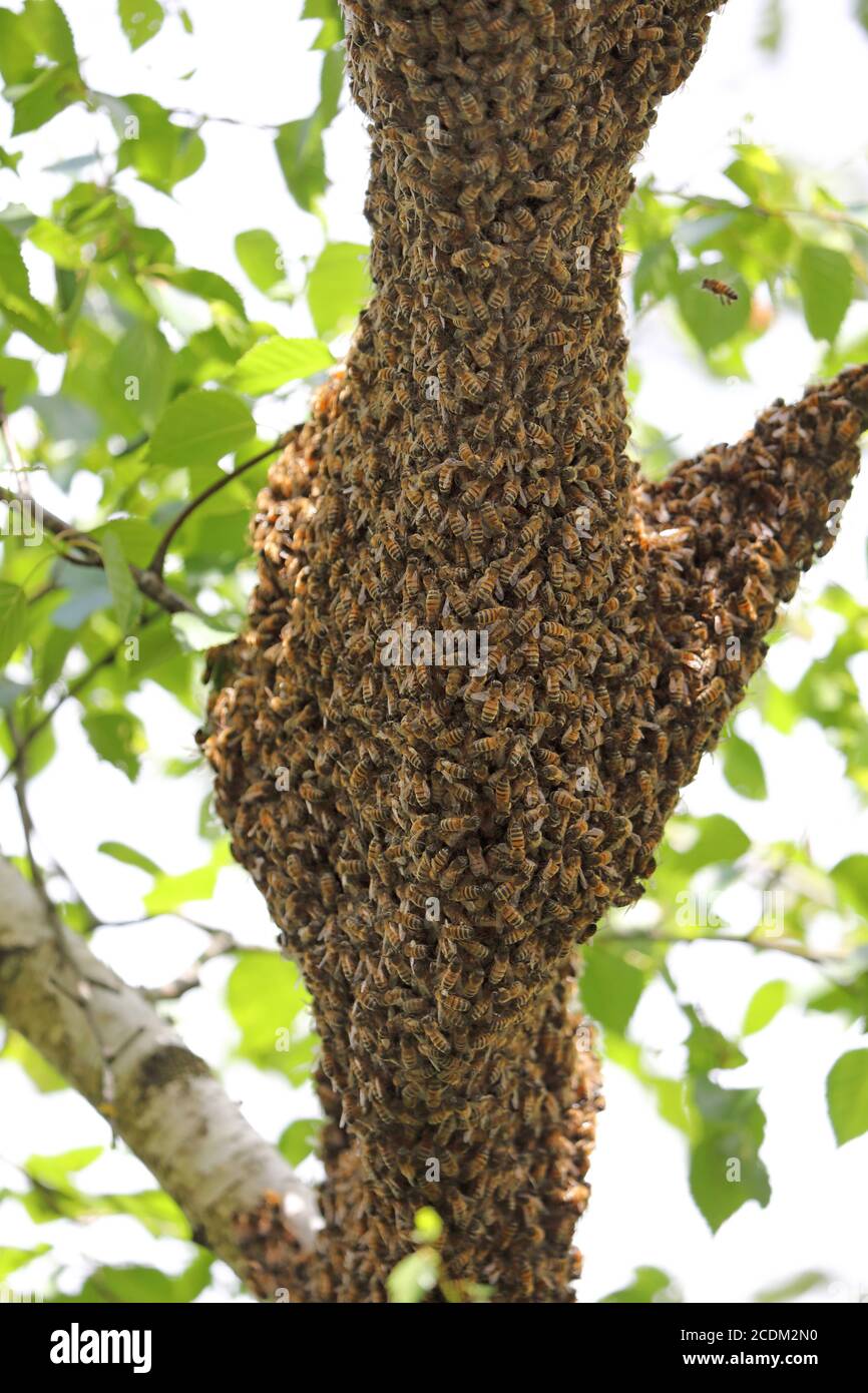 honey bee, hive bee (Apis mellifera mellifera), cluster of bees at a