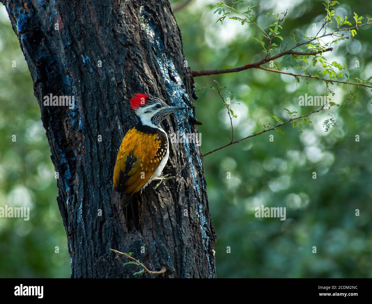 lesser flame-backed woodpecker (Dinopium benghalense), adult clinging to a tree, Asia Stock Photo