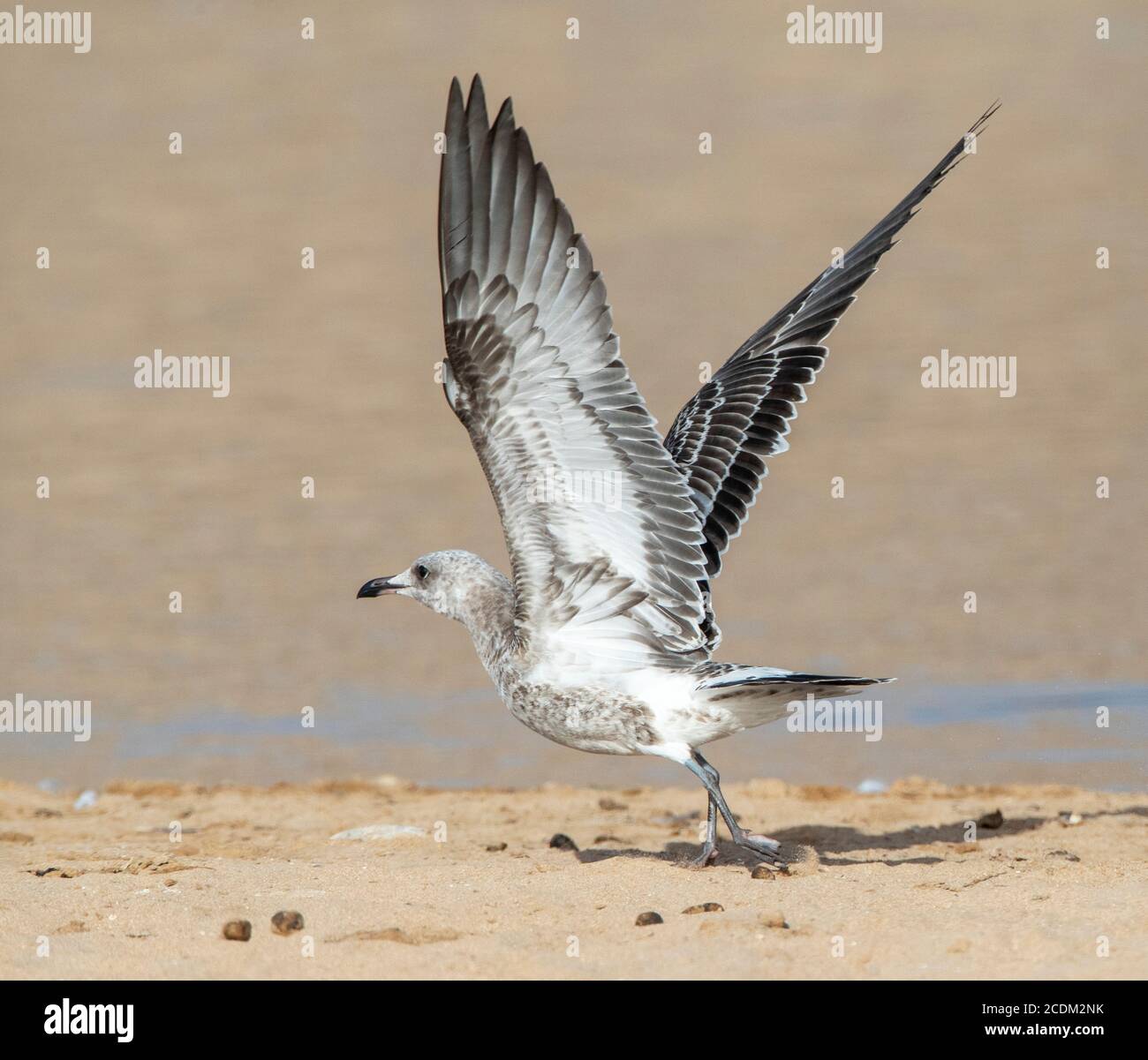 Audouin's gull (Larus audouinii, Ichthyaetus audouinii), immature taking off from the beach, side view, Morocco Stock Photo