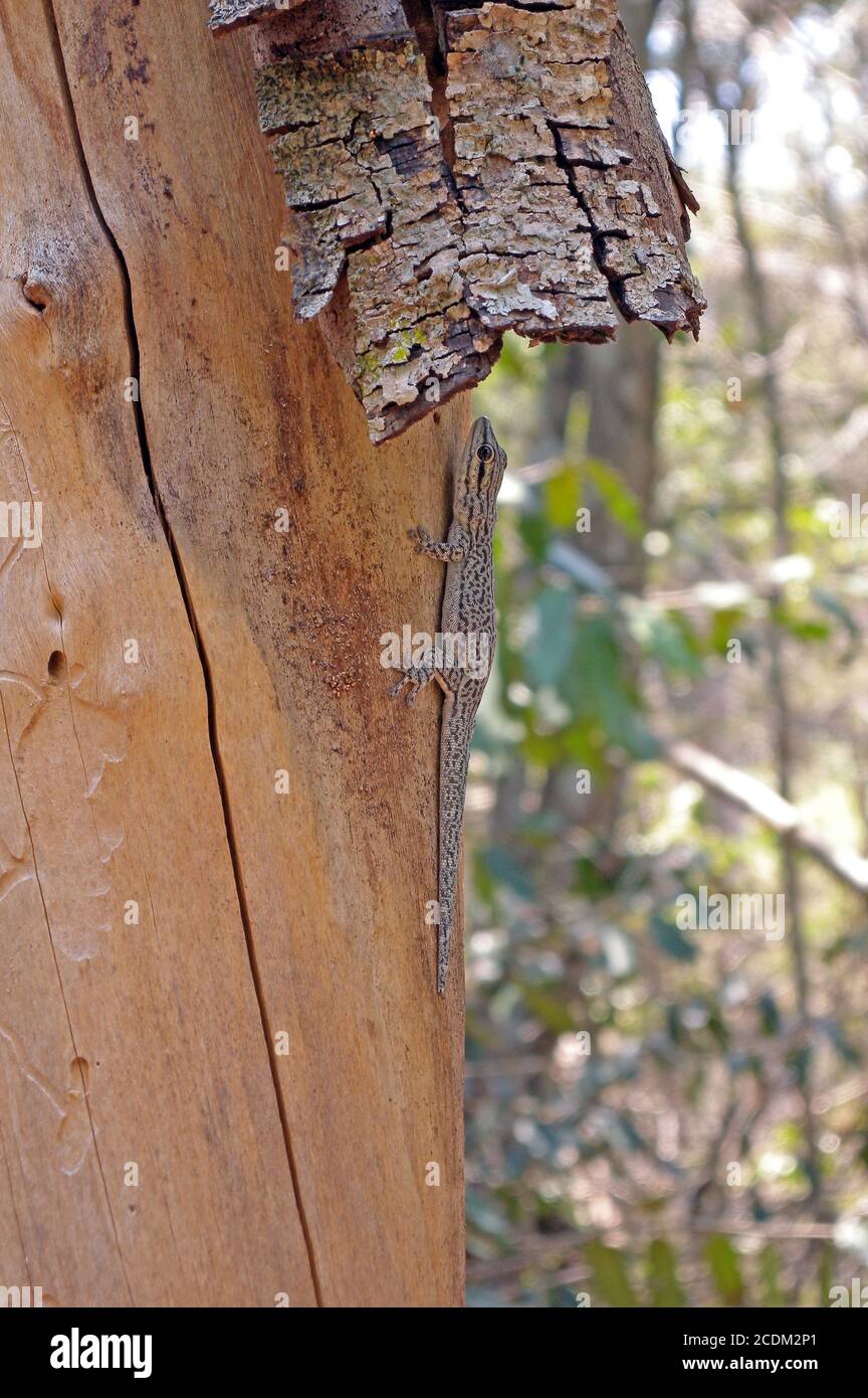 Thicktail day gecko (Phelsuma mutabilis), perched against the bark of a tree, Madagascar, Tulear, Ranomafana National Park Stock Photo