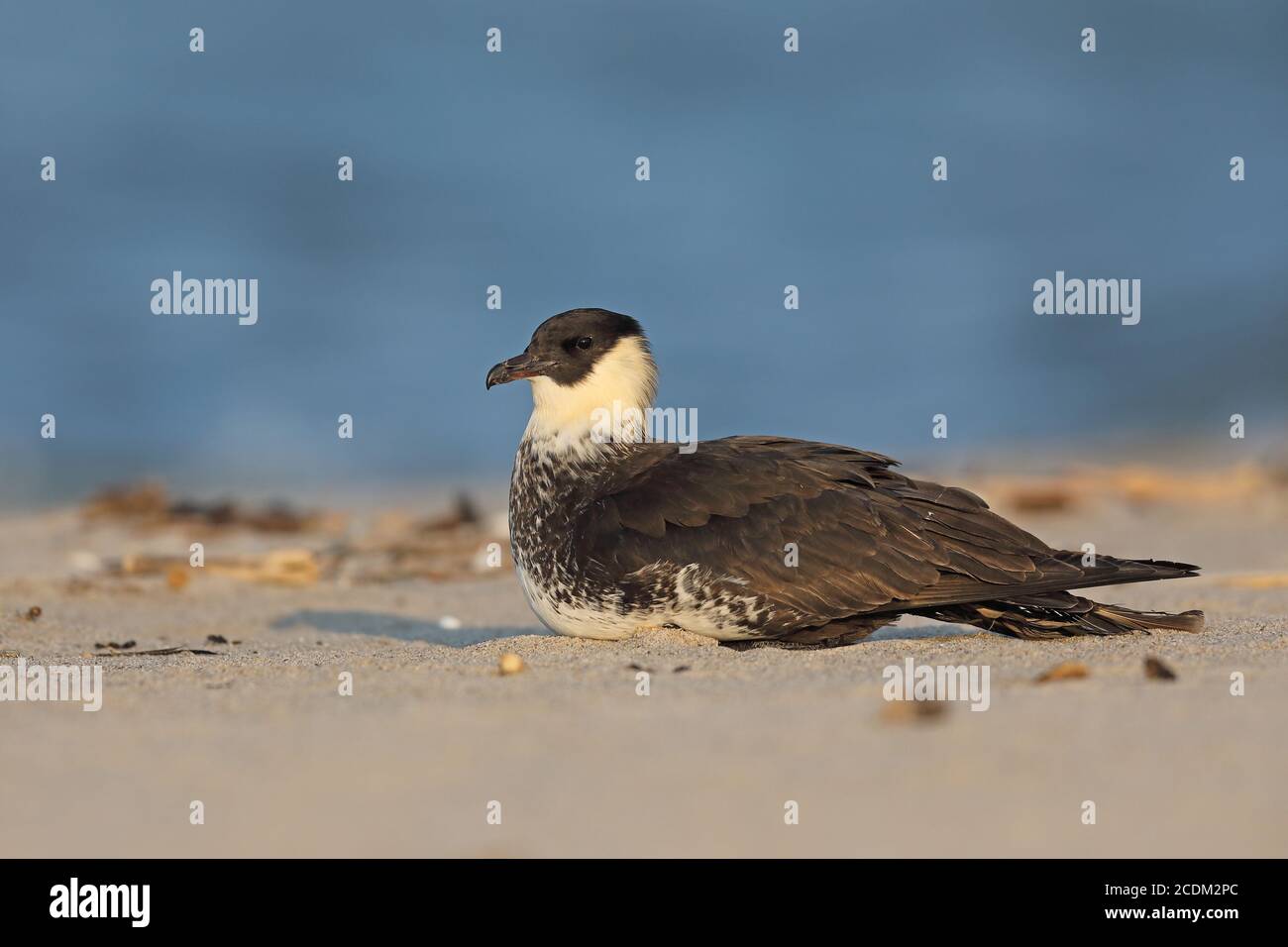 pomarine skua (Stercorarius pomarinus), sits on the beach, Netherlands, Flevoland Stock Photo