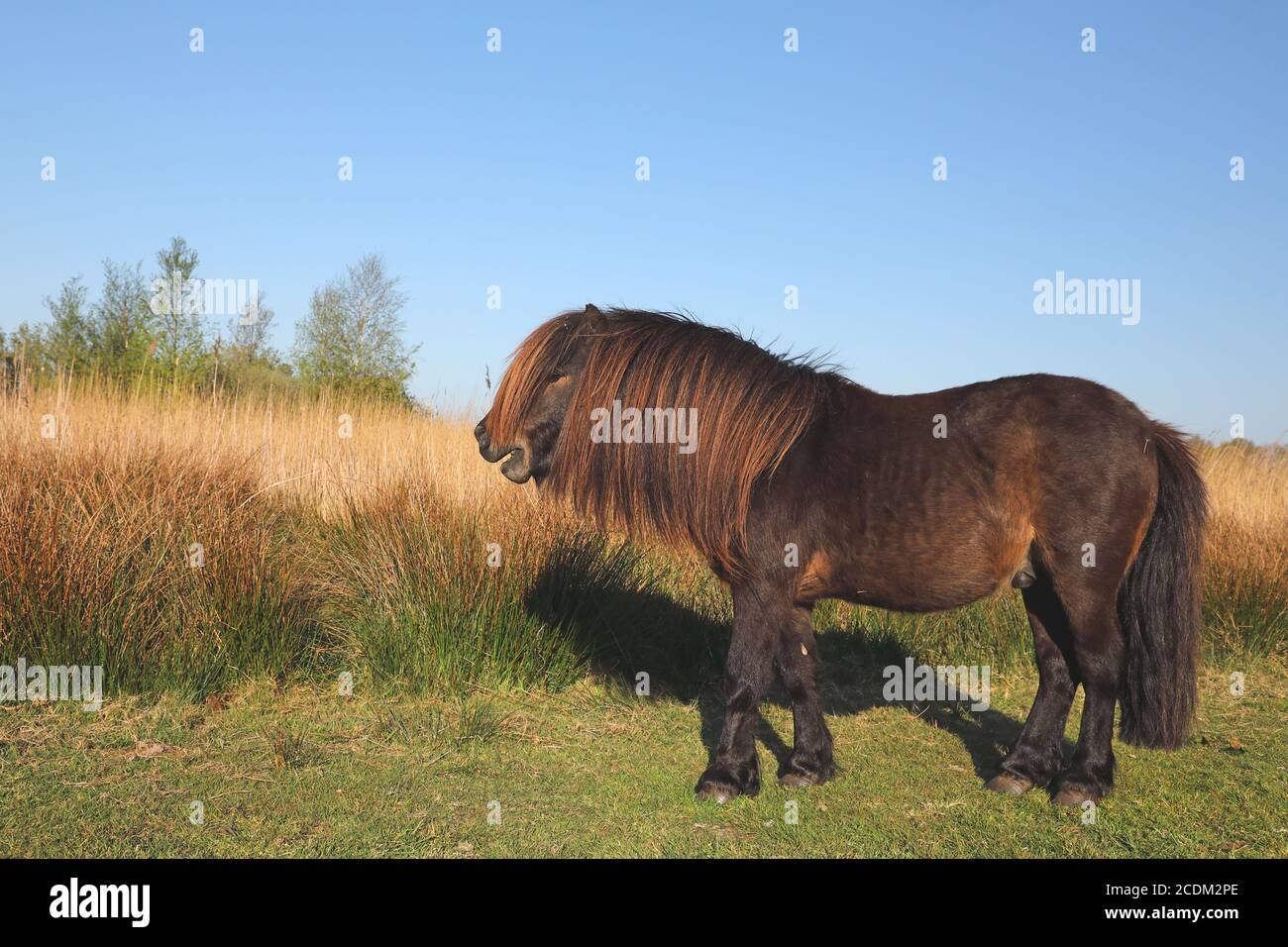 Shetland pony (Equus przewalskii f. caballus), stands at the edge of a reed zone, Netherlands, Frisia, Alde Feanen National Park Stock Photo