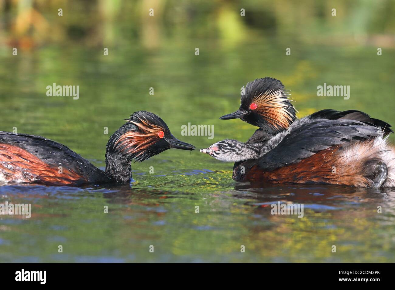 black-necked grebe (Podiceps nigricollis), swimming pair with chick, chick is fed, Netherlands, Groningen Stock Photo