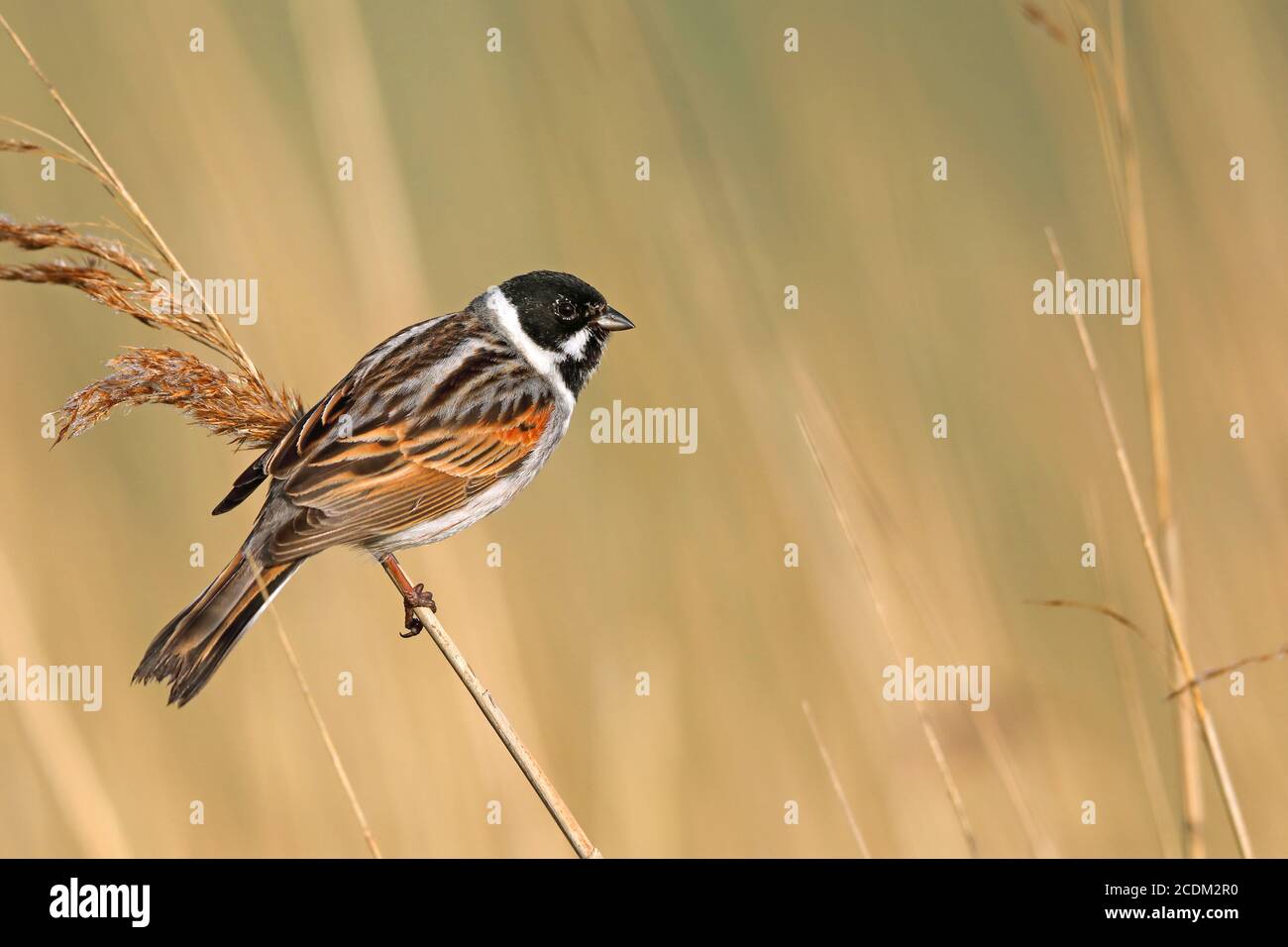 reed bunting (Emberiza schoeniclus), male sits in reed zone, Netherlands, Frisia Stock Photo