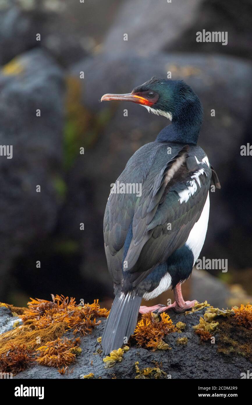 Campbell shag (Phalacrocorax campbelli, Leucocarbo campbelli), perching on the rocky coastline, looking over its shoulder, New Zealand, Campbell Stock Photo