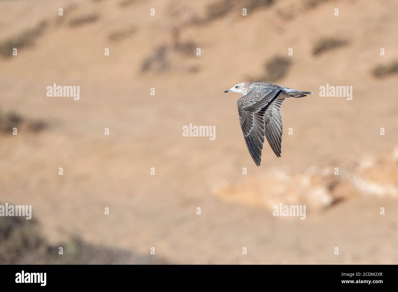 Audouin's gull (Larus audouinii, Ichthyaetus audouinii), immature flying along the coast, showing upper wings, Morocco Stock Photo
