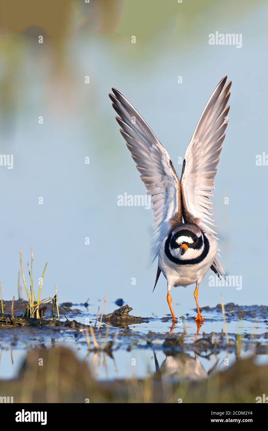 ringed plover (Charadrius hiaticula), stands in shallow water stretching wings, Netherlands, Frisia, Lauwersmeer National Park Stock Photo